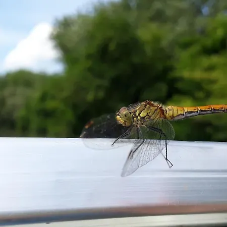 Oerveny Vendeghaz 3* Tiszafüred