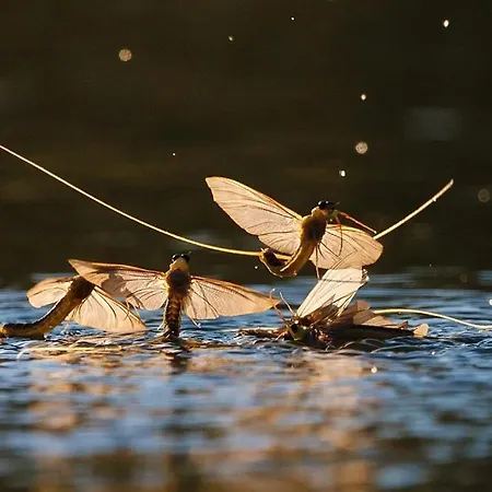 Oerveny Vendeghaz Tiszafüred